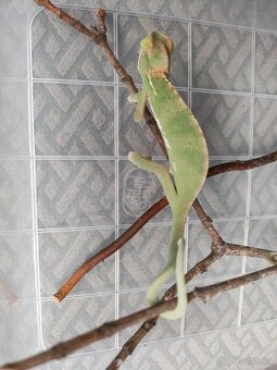 Chameleon jemenský - mláďata - 10