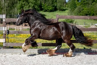 Roční klisna irský cob - 10