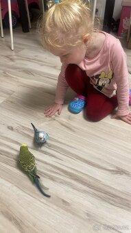 Andulky rok 2025 - okroužkované - 10