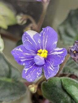 Africké fialky - 10