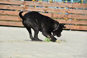 Černý krycí pes Cane Corso - 10