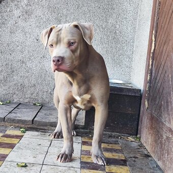 Americký pitbulterier pitbul pitbull silver lilac rare - 10