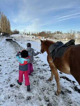 Prodej velmi hodného vychovaného pony poníka kategorie B - 10