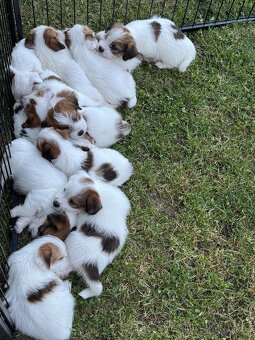 Jack Russell teriér s PP - 10
