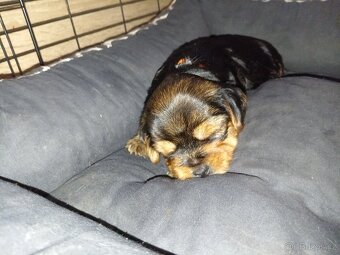 Jorkšír štěňátka - 10