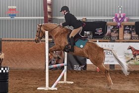 Připouštění QH hřebcem - 10