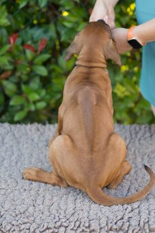 RHODESIAN RIDGEBACK šteniatka s PP ihneď k odberu - 10