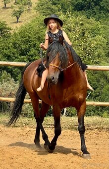 Lusitano plemenný hřebec PSL - 10