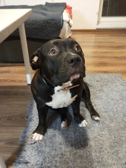 American Bully XL - 10