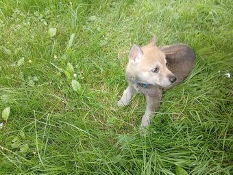 Československý vlčák – štěňata na prodej 🐺 - 10