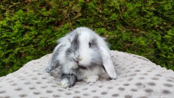 Zakrslý beránek, králíček, králík - MARIUS - 10