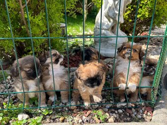 Trpaslíči Pekinézer - 10