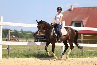 Westfálská klisna do sportu i rekreace - 10