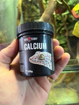 CHAMELEONI JEMENSKÝ HOLKA/KLUK + TERÁRIUM - 10