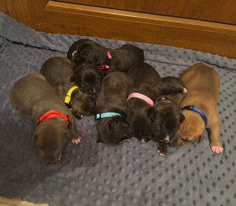 Americký stafordsirsky terier, Stafford, amstaf - 10