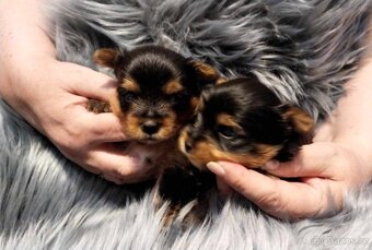 Yorkshire Terrier Biewer,Biro a Black and tan - 10