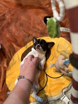 Čokoládovobílý pejsek čivava s PP FCI , ihned k odběru - 10