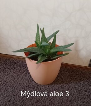 Tlustice a mýdlová aloe - 10