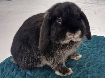 Volný Sameček - Anglický Zakrslý Beránek MiniLop🍑🧡🤍 - 10