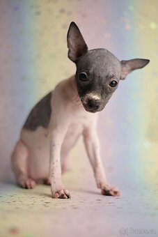 Americký bezsrstý teriér s PP FCI - 10