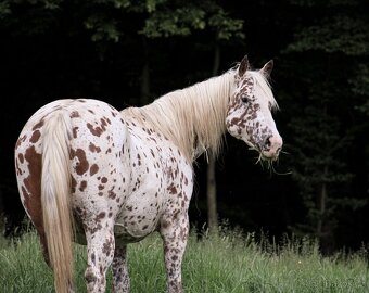 Appaloosa filly Arlina - 10