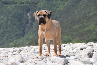 Cane Corso štěňata s FCI PP - 10