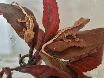 Pagekon řasnatý Correlophus ciliatus - 10