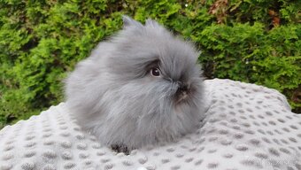 Zakrslý králík, králíček -(TEDDY)-OLIVIE - 10