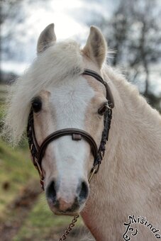 Prodám klisnu WPBr s PP, - 10