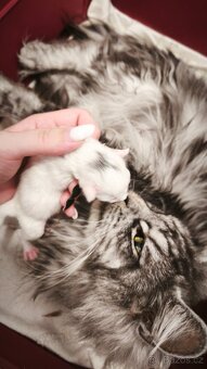 Maine coon kočičky kočky - úhrada aj na časti - 10