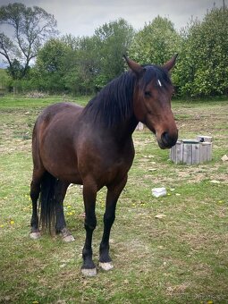 Hřebeček 1/2 lusitano - 10