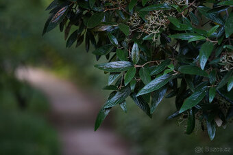 Asahi Pentax Super-Multi-Coated Takumar 150/4, clona - 10