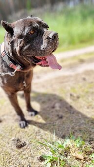 BRODY K ADOPCI - cane corso, mazel, parťák, vhodný k dětem - 10