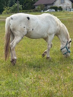 Hrebec appaloosa x CT - 10