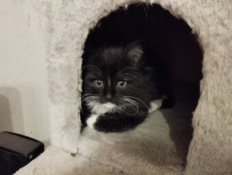 Kříženci ragdoll - 10