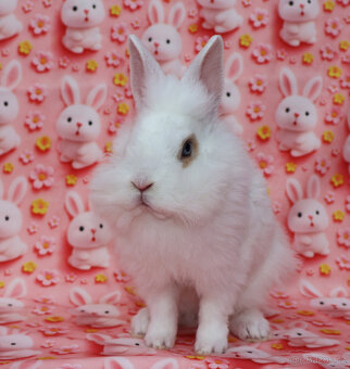 Zakrslý králíček krátkouchý sameček rex LT modrá očka. - 10