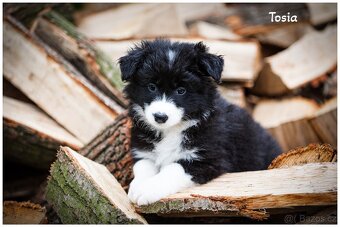 Border Collie, Border Kolia s PP FCI - 10