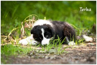 Border Collie, Border Kolia s PP FCI - 10