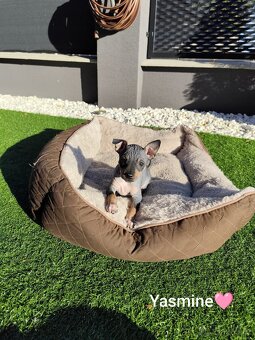 Americký bezsrstý teriér - 10