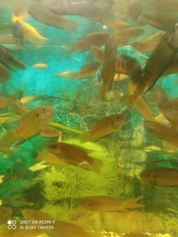 prodej novinek ze dvora - 10