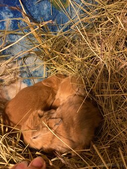 Zakrslí králík - 10