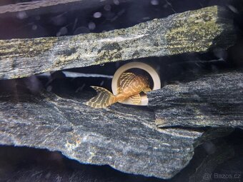 Pleco, Hypancistrus, Ancistrus long fin, sumce - 10
