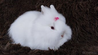 Zakrslý králík, králíček -(TEDDY)-HEIDY - 10