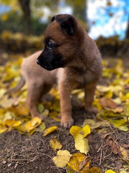 Belgický ovčák - Malinois - 10