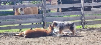 Australský ovčák - krytí chovným psem - 10