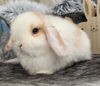 ❤️❤️Minilop Kralicek Beránek k rezervaci ⭐️⭐️ - 10