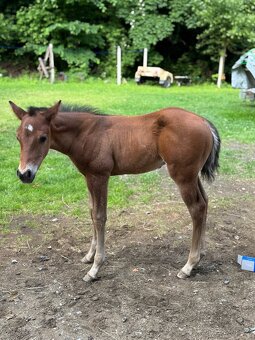 Quarter horse- připouštění (Bay roan) - 10