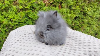 Zakrslý králík, králíček -(TEDDY)-OLAF,OLINA,OLIVER - 10