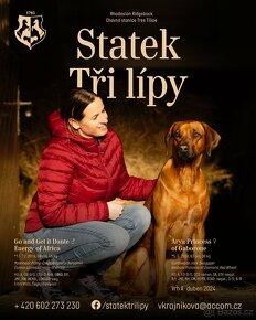 Rhodéský ridgeback štěně - poslední chlapeček volný - 10