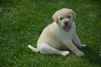 Labrador - 10
